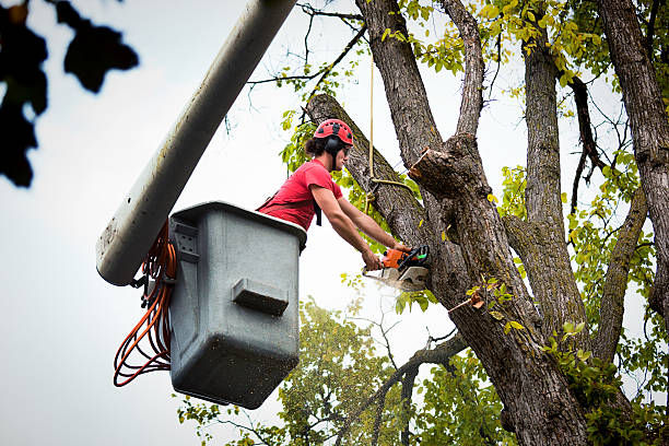 Tree Health Inspection in Brigham City, UT